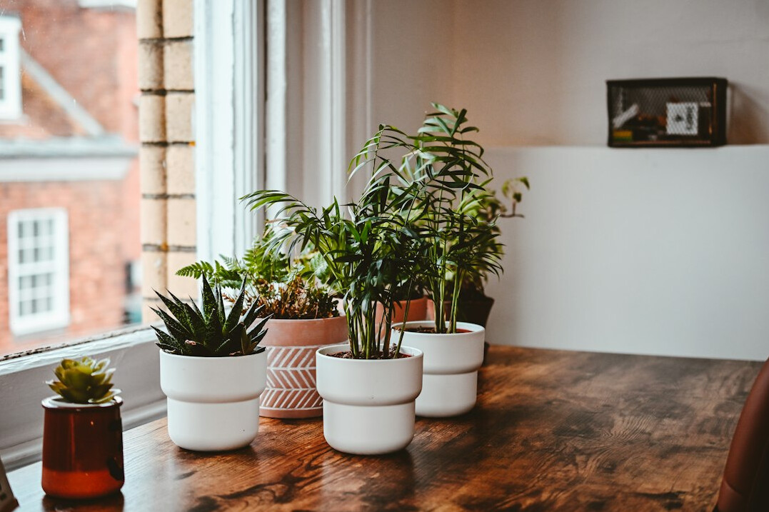 Modern coworking workspace with wooden tables and plants